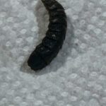 Bristly Black Worm-like Critter Found in Toilet is a Black Soldier Fly Larva