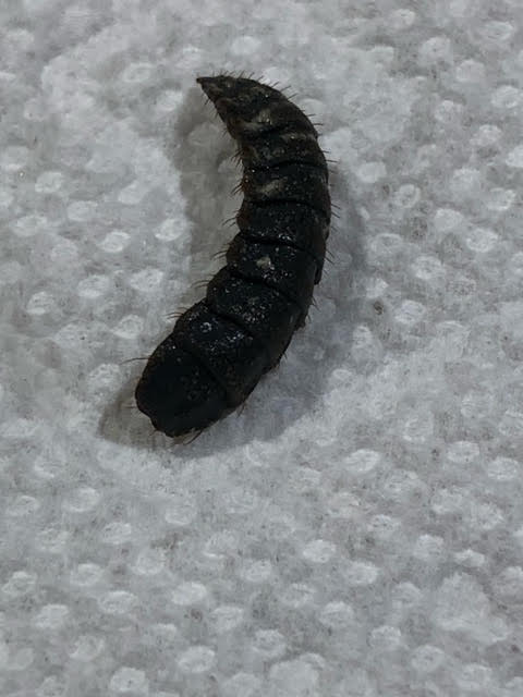 Bristly Black Worm-like Critter Found in Toilet is a Black Soldier Fly Larva