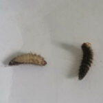 Hairy, Striped Bug is a Carpet Beetle Larva