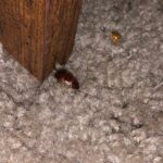 Array of Insect-like Creatures Found in Home Includes a Ladybug and a Cockroach