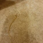 Yellow Worm with Antennae Crawling Around Bathroom is a Centipede