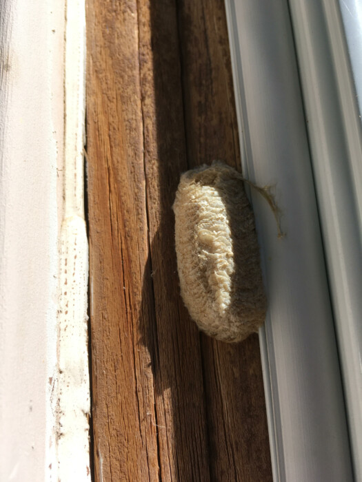 White Blob Found on Door Frame is an Egg Sac