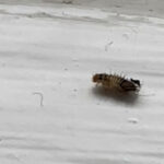 Black and White-striped Insects on Bed are Black Carpet Beetle Larvae