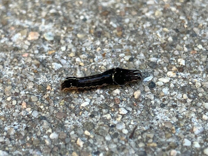 Odd-looking, Black Worm on Patio is a Wedgeling Moth Caterpillar