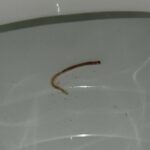 Clear Worm in Toilet is an Aquatic Earthworm