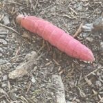 Pink Caterpillar in Missouri Woodlands is a White-blotched Heterocampa Caterpillar