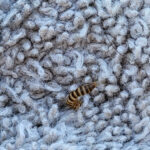 Striped Worms on Towel are Carpet Beetle Larvae
