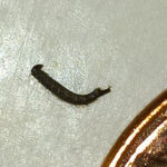 Black Worm-like Creature Could be Leech or Caterpillar