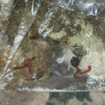 Red Worms in Horse Trough are Red Midge Fly Larvae