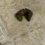Slimy, Dark Green Worm on Kitchen Floor is a Cutworm
