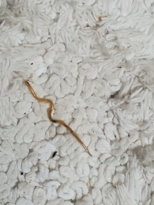 Yellow, Clear Worm Found on Bathroom Rug is a Centipede