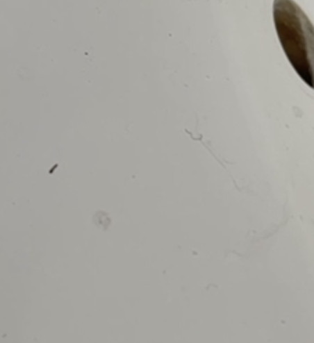 Tiny Worms Crawling Around Sink Could be Drain Fly Larvae