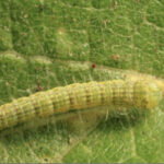 Cankerworm Caterpillar Inch Worms Taking Over Texas
