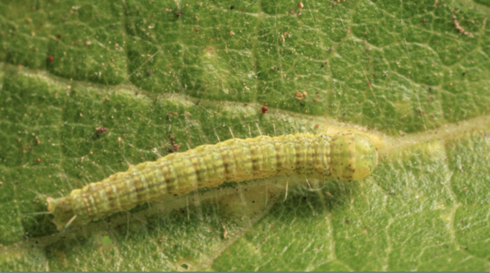 Cankerworm Caterpillar Inch Worms Taking Over Texas