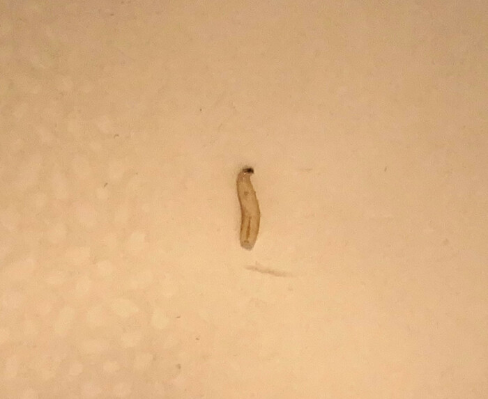 Semi-transparent White Worms in Bathroom are Insect Larvae