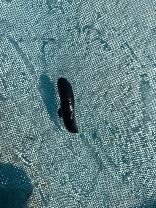 Glossy, Black Worm in Swimming Pool is a Leech