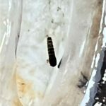 Black Worms with Big Heads in Bath are Drain Fly Larvae