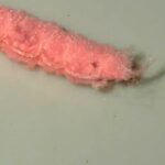 Pink Fluff Invades Clothing and Raises Concerns About Clothes-eating Pests
