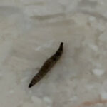 Striped, Worm-like Creature in Bathroom is a Drain Fly Larva