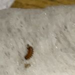 Stout Bugs with Bristles Appearing Out of Nowhere are Carpet Beetle Larvae