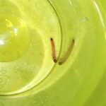 Tiny, Six-legged Worm Near Dog Poop Might be a Beetle Larva