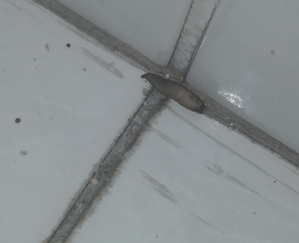 White Worm Crawling on Bed Could be a Housefly Larva