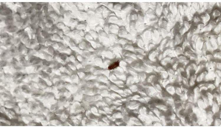 Pinhead-sized Bugs are Carpet Beetle Larvae