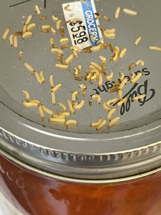 Tiny, Yellow Worms in Pantry are Indianmeal Moth Caterpillars All