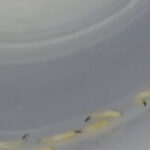 White Worms in Bathtub Could be Insect Larvae