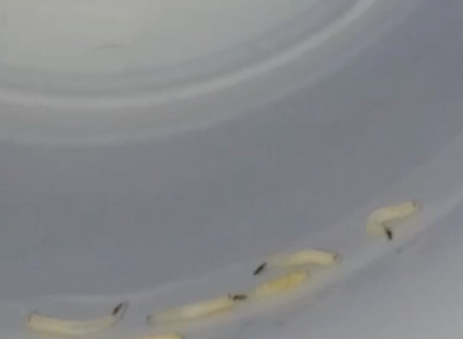 White Worms in Bathtub Could be Insect Larvae