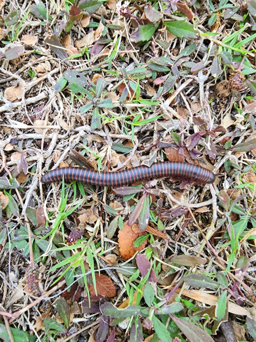 Black and Red-striped Worm is an American Giant Millipede