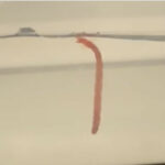 Red Worm in Toilet is a Blood Worm