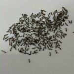 Group of Tiny, Gray Worms are Newly-hatched American Ermine Moth Caterpillars