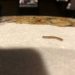 Light Brown Worm With Many Legs in Bathroom is a Millipede