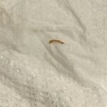 Striped, Brown Creature in Bedroom is a Carpet Beetle Larva