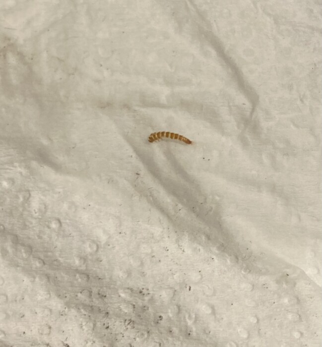 Striped Brown Creature In Bedroom Is A Carpet Beetle Larva All About Worms