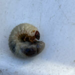 Plump White Worm in Compost Pile is a Rose Chafer Grub