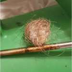 Ball of Hair Attached to Sticky Substance Could be the Work of Casemaking Clothes Moths