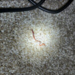 Pink Worm on Bedroom Carpet is an Earthworm