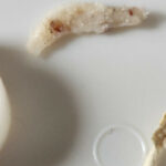 White Worm-like Creatures on Couch Could be Pupae or Clumps of Debris