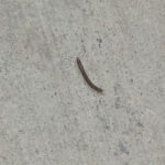 Little Worms with Many Legs on Patio are Millipedes