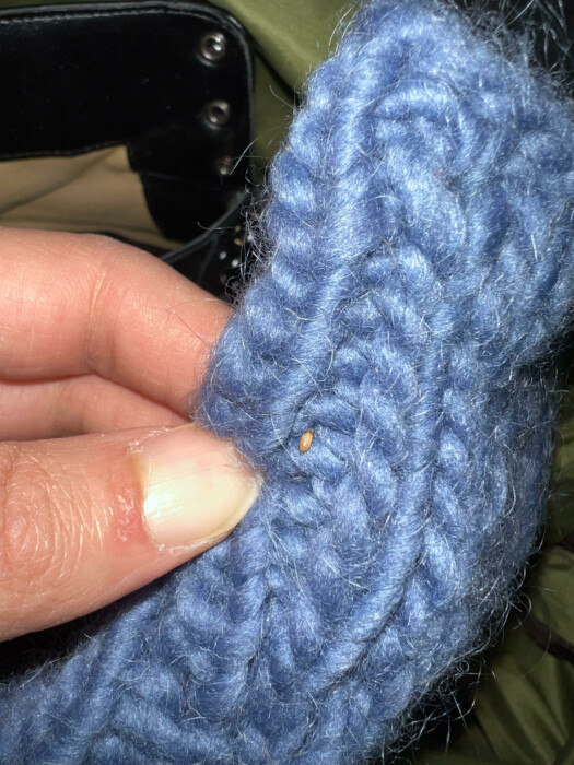 Light Brown-striped Bugs in Hand-made Gloves are Carpet Beetle Larvae