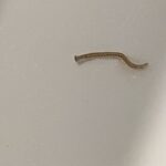 ‘Hammerhead Worm-looking’ Creatures in Tub Could be Immature Aquatic Worms