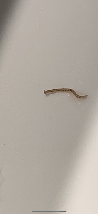 'Hammerhead Worm-looking' Creatures in Tub Could be Immature Aquatic Worms