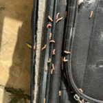 Worms Swarming Suitcase and Spinning Cocoons are Webbing Clothes Moth Caterpillars