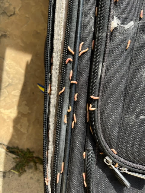 Worms Swarming Suitcase and Spinning Cocoons are Webbing Clothes Moth Caterpillars