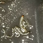Slimy, Worm-like Larvae in Koi Pond Could be Caterpillars