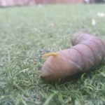 Beautiful Pink Hornworm Caterpillar Captured by Reader