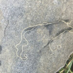 String-looking Worm in Stream is a Horsehair Worm