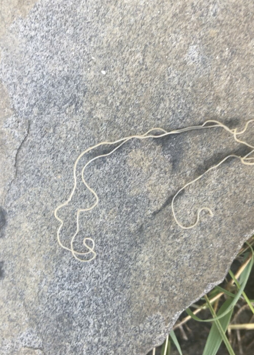 String-looking Worm in Stream is a Horsehair Worm